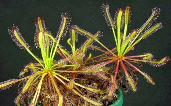 Bunga Cape Sundew