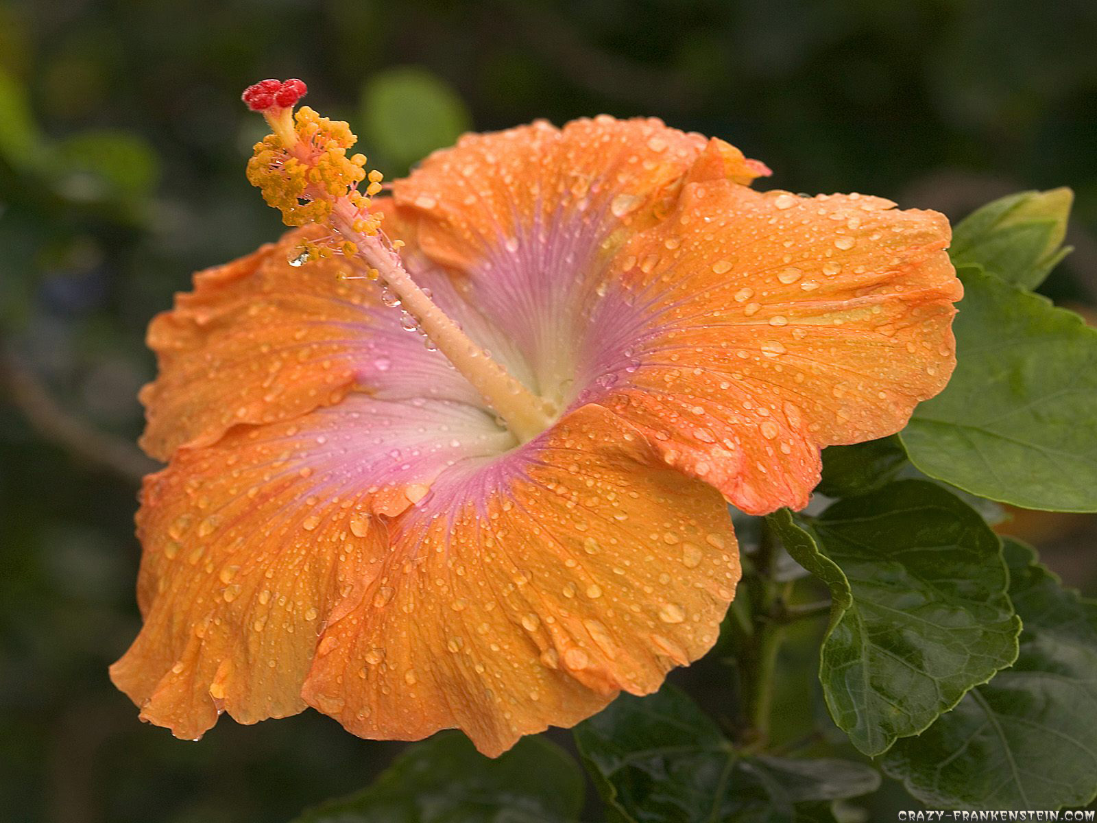 24 types of flowers Beautiful Hibiscus Flower Wallpaper | 1600 x 1200