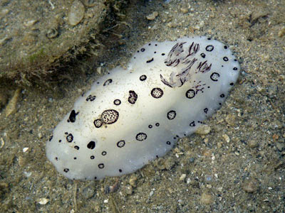 Funeral nudibranch (Jorunna funebris)