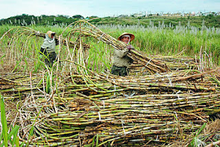 Sugarcane pictures