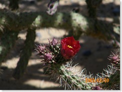 in Pat Steele's cactus garden