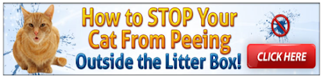 How to stop your cat from peeing outside the litter box