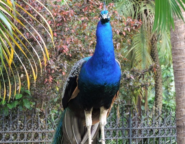 Pavo real con colores hermosos azul