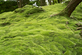 Saihoji (Moss-temple) Kyoto