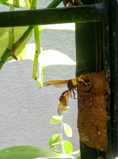 Potter wasp