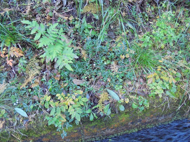 美しい水路辺りの植物