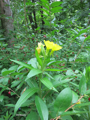 common evening primrose, Oenothera biennis