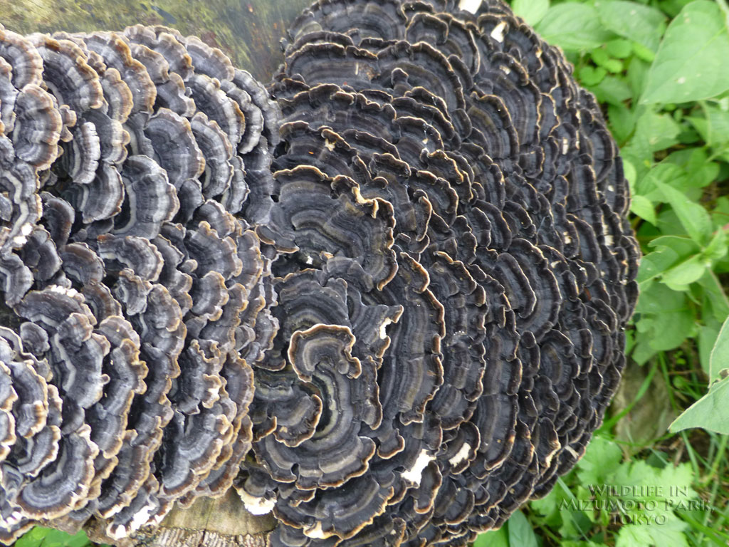 カワラタケ Turkey Tail 水元公園の生き物