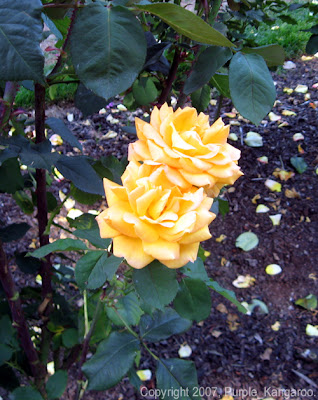 Pair of Gold Roses