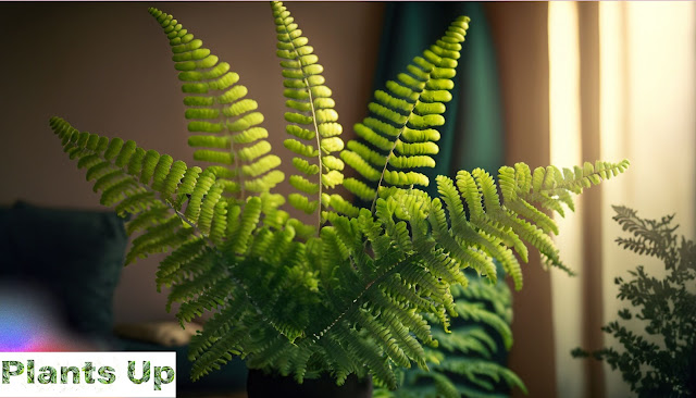 A Boston Fern with its graceful fronds displayed indoors, showcasing its timeless beauty and lush green foliage.