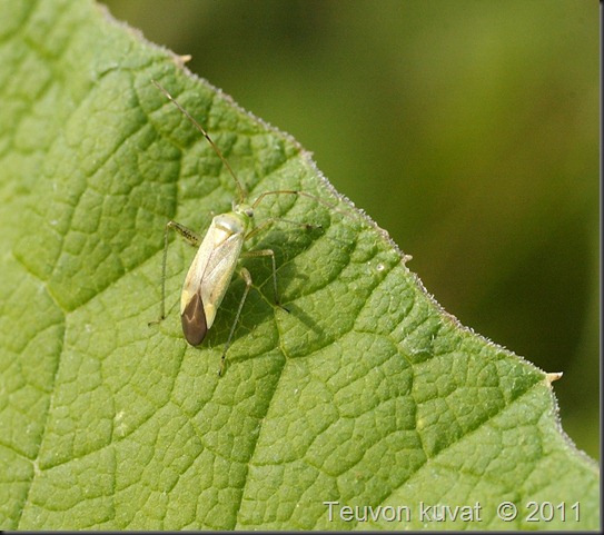 aamuisia kuvia 017