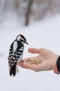 Woodpeckers have long been used by creationists to show complexity and design by the Creator. Now evolutionists say drumming substitutes for songs.