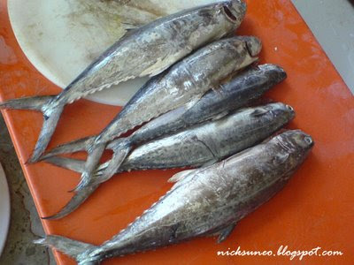  Ikan  Tenggiri atau Ikan  Sapu  sapu  oleh I Putu Alit Putra 