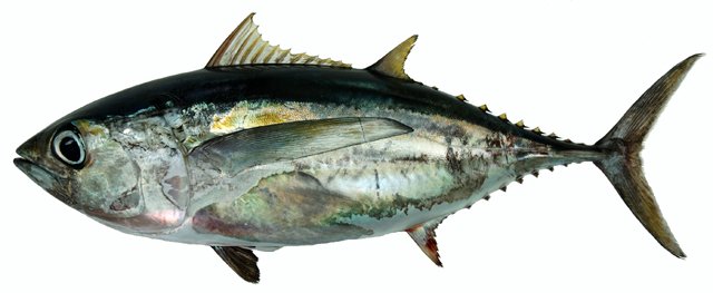 Daerah Persebaran Ikan  Tuna  Mata Besar  TAFSHARE