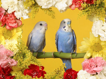 #5 Budgerigar Wallpaper