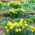 Spring Color in the Garden