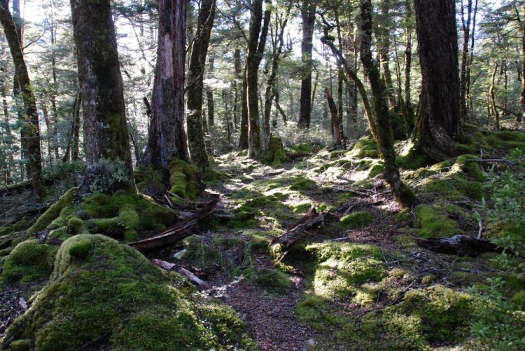 Nature in Mount Aspiring in New Zealand