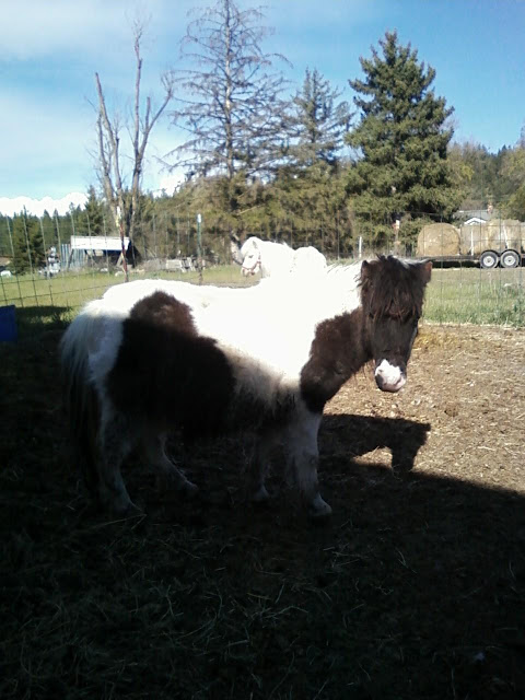 Deceivious - a black and white pregnant Miniature mare