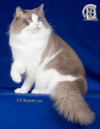 Cat Kumpulan Gambar  Kucing  Persia 