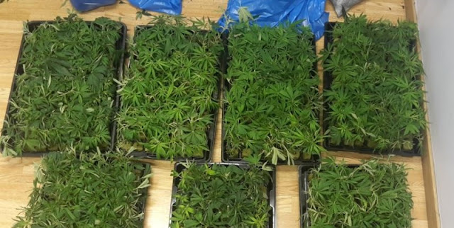 Two police officers arrested in Albania for allowing cannabis cultivation