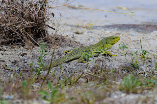 lagarto-ocelado-timon-lepidus-