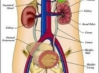 Cara Mengobati Infeksi Saluran Kemih Pada Ibu Hamil