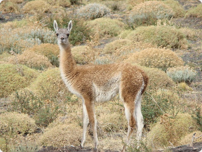 guanaco patagonico