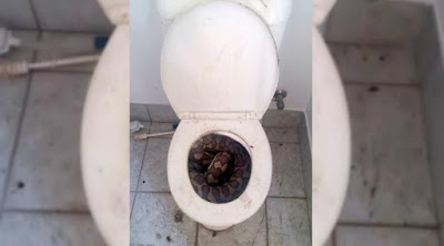 ADA ULAR PITON MENGUMPET DI DALAM TOILET RUMAH