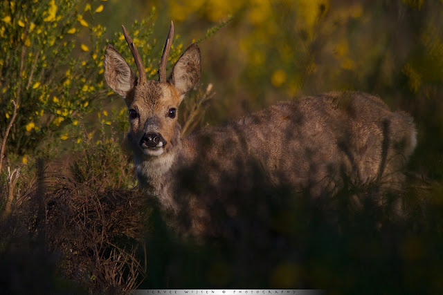 Ree in geel bloeiende Brem - Roe Deer in yellow flowering Broom - Capreolus capreolus