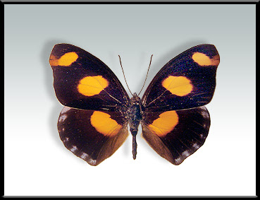 mariposas argentinas Mariposa terciopelo Catonephele numilia