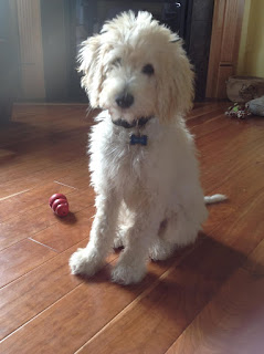 Cream Labradoodle, Dallas