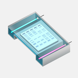 Electrophoresis Market