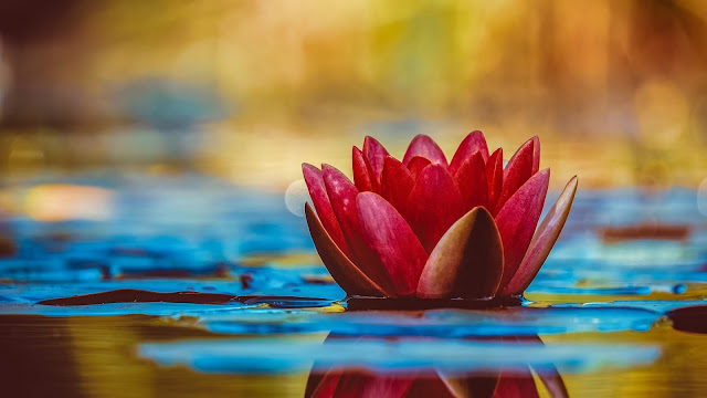 Water Lily Flower