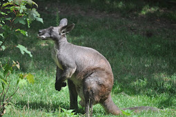 animal con walaro Wallaroo common macropus robustus brisbane 2935
australia wallaby kakadu infront screen