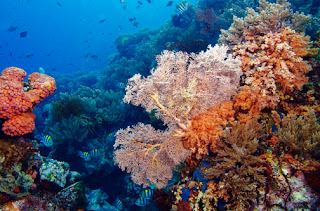 Bunaken