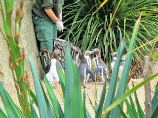 Dublin Zoo Penguins Feeding