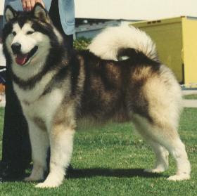 alaskan malamute dog hound canine pooch canis bow-wow despicable fellow qen txakurra gos pas hond koer aso koira kutya hundur madra pets huisdieren animaux de compagnie Haustiere de companie husdjur Evcil Hayvan anifeiliaid anwes domace zvali augintiniai alagang hayop domaci zvirata kucni ljubimci animals domestics maskotak