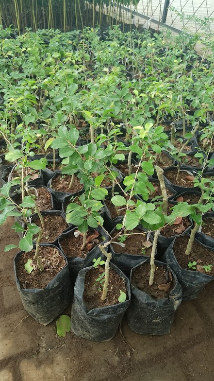 jual bibit cherry jepang unggul tasikmalaya Lampung