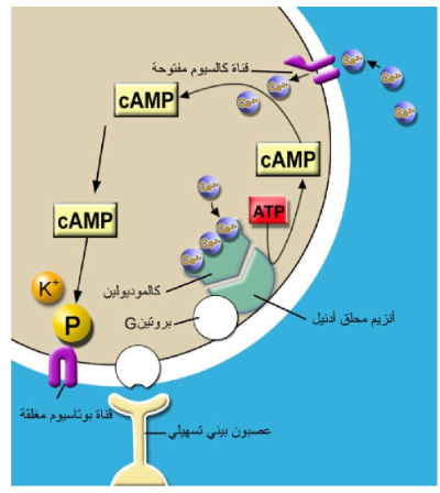 الشكل 1-20: آليات التعلم الشرطي التقليدي.