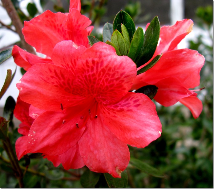 My Azaleas