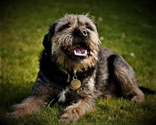 Border Terrier Dog  history Border hunting dog, or terrier, is the result of a purposeful struggle between farmers and foxes. it had been bred within the eighteenth century and had all the required qualities so as to effectively hunt these animals, which caused plenty of hassle to the inhabitants of the country.  It is not only about the internal qualities, but also about the external structure of the body - a fairly narrow torso allows the dog to squeeze into the burrows, thick skin and hard hair well protects against fox bites, and legs, a little longer than proportional (in relation to the body), allow pets to follow the horse.   In addition, it is hardy dogs that can hunt with their owner all day long. At least, so it was in those days, although modern border terriers have all the same qualities, although perhaps already to a slightly lesser extent. After all, in the modern world foxes do not cause such trouble, and the breed itself has long been more of a companion than a hunter.  One of the earliest testimonies is a 1754 painting by Arthur Wentworth about two border terriers. In England, in some areas, these dogs were highly valued, however, outside the country they were not known. However, it is impossible to say that the breed was known widely and in his homeland. But the Border Terrier participated in agricultural exhibitions in Northumberland in the late 19th century, although in general dog breeders almost did not notice it until the early 20th century.  In 1920 it was recognized by the English club of dog breeders, then a club of the breed was created. Despite the fact that more than 250 years have passed since the creation of the breed, in fact, these dogs are still little known and not very popular in the world. Most of them are known in England and America, less - in Europe, and in the CIS they are, for the most part, little known. However, this is a kind of protection for the purity of the breed. The first Border Terrier, registered in the United States, was a male named Netherbyers Ricky, in 1930.   Characteristics of the breed popularity                                                           05/10  training                                                                07/10  size                                                                        02/10  mind                                                                     07/10  protection                                                          06/10  Relationships with children                         10/10  Dexterity                                                             05/10     Breed information country  England  lifetime  12-15 years old  height  Males: 33-40 cm Bitches: 28-36 cm  weight  Males: 6-7 kg Suki: 5-6 kg  Longwool  Short  Color  Red, wheat, pepper with salt, reddish-blue  price  700 - 1300 $  description The terrier may be a tiny dog with a powerful physique and stiff hair. The chest is voluminous, the limbs area unit proportional, the muzzle with tiny "mustaches", the ears area unit triangular, hanging. The tail is medium length. the color will be red, wheat, "pepper with salt", and reddish-blue.     personality Border Terrier, it is, first of all, a very kind and affectionate dog. Yes, you have not heard, despite the fact that it is a born hunter who knows no mercy for his prey, with his people he is extremely kind, and always ready to help the owner. Moreover, it does not matter what - even if you are just in a bad mood, the dog and here will try to be close, just to make you feel supported.  But, above all, it is a dog with an active and cheerful temperament, who loves fun antics, and likes to explore the world around. She is interested in everything - smells under the bushes, small animals, other dogs and people, sounds, and new places. If you live in the private sector, your pet will probably repeatedly try to escape in order to fully immerse yourself in the exploration of the world around, you because it is so exciting.  If you live in a city apartment, and just walk your dog in the park, you are also not immune from such antics. Of course, there is a need for proper education and obedience training. In addition, it is a terrier, which means that he likes to dig the ground, especially since this terrier was specially designed to penetrate the apes' burrows.  Residents of private houses can say goodbye to their pristine, perfect lawn, and the same ideal beds with tomatoes. On the other hand, it is possible to fight with it - for example, to allocate a separate place for a dog to dig burrows, although, success will not come immediately.  Border Terrier is very friendly - and there are almost no exceptions. He is friendly with other dogs, he is friendly with your friends and just with strangers on the street, he is just a good man by nature, the only thing that can set him up in another way - is the performance of guard functions.  But, you should understand that the dog most likely will not violently attack the person who without demand entered the territory of your private house. However, it is a very vigilant dog who has wonderful hearing and always warns about the approach of strangers. For children it is a wonderful friend and companion, he is very patient (although the boundaries are still there), smart, and very fond of playing.  By the way, the Border Terrier has a tendency to chew and nibble all around, starting with your shoes and ending with the legs of a wooden table, because you need to teach him from an early age to chew toys. Has a high level of energy, needs daily walks, exercises, and high activity for at least half an hour, and better an hour. Cats get along normally if you start at an early age. The private sector can catch rats and moles, and do it mercilessly.     teaching These dogs are not suitable for everyone, because of their love for different activities, games, and in general - their cheerful character. That is, if you live in the same apartment with this breed, you will not be bored. However, many people love peace, and the border terrier will not suit. This character also requires an appropriate approach to training.  That is, you cannot make training boring, long, and monotonous. At the same time, it is necessary to be consistent and deal with the dog clearly on schedule, while watching its reaction. Classes should be active and diverse. These dogs are very smart and can learn a lot of commands, in addition, they understand the signs - when, for example, you are going to go outside, the dog knows about it by one hint. Avoid rudeness and aggression, use encouragement, and do not forget about the goodies.     care A breed of dog border terrier needs to comb the fur once a week, in addition, you will need to remove dead hairs. The dog's eyes are cleaned of sediment daily or as needed. Buy a dog at least once a week. The claws are trimmed three times a month.     Common diseases Border Terrier is a breed with strong health, but some health problems can still meet:  hip dysplasia - can be inherited, also, as the dog ages can develop arthritis. heart defects of various kinds can affect the border terriers, the most common of which is pulmonary artery stenosis, a narrowing of the valve separating the right chamber of the heart from the lungs; Violation of the bite; nerve attacks; dislocated hamstring; hypothyroidism; cryptorchism. Beautiful Pictures of Border Terrier