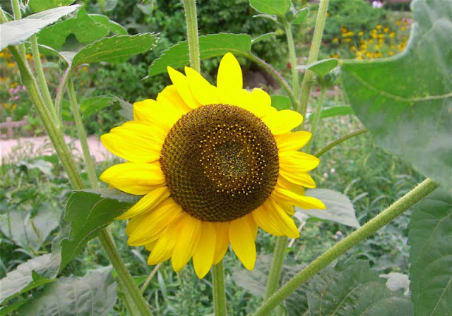 Sunflower Pictures