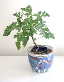 Pelargonium myrrhifolium var myrrhifolium bonsai