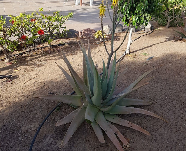 Pianta di Aloe vera