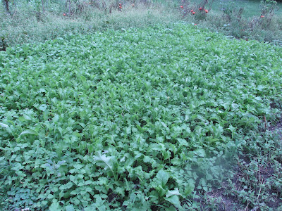 A sea of Mustard Greens