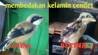 Cara Membedakan Anakan Cendet Jantan dan Betina