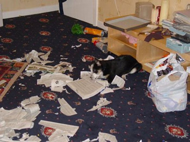 funny cat picture, funny dog picture, pets destroying things