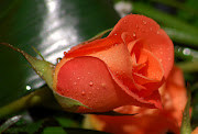 Pictures of rosesLovely rose pictures (beautiful rose wallpaper )
