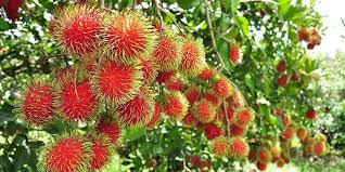 Cara Menanam Rambutan