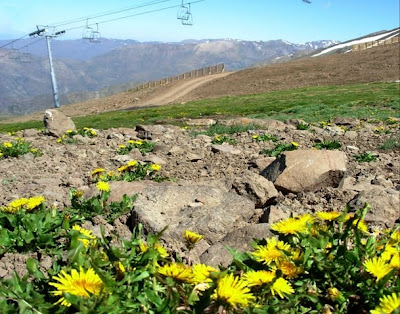 Invading Taraxacum at the Andes (Chili) by Anibal Pauchard